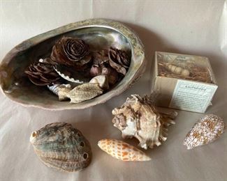 Abalone Shells Gastropoda From France and Junonia Shells