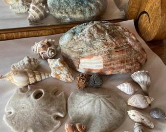 Abalone Shell Sand Dollars And Seashells