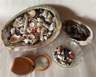 Abalone Shells Water Caltrops And Seashells