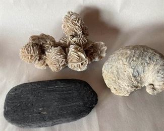 Desert Rose Selenite Cluster Petrified Wood And Fossilized Sea Shell