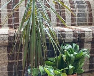 Dracaena Pothos Live Plants