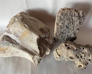 Fossilized Bone and Insect Nests
