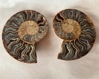 Fossilized Nautilus Shells