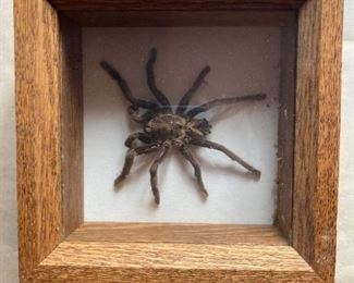 Framed Asian Bird Eating Spider