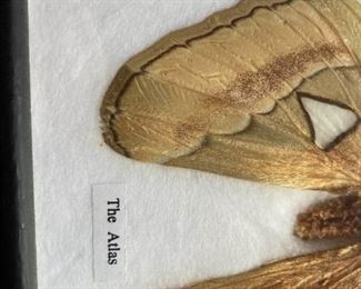 Framed Atlas Moth