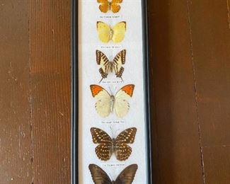 Framed Butterfly Specimens