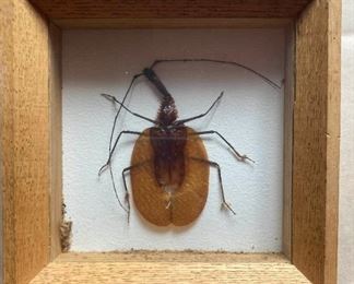 Framed Ghostwalker Mormoloce Phyllodes