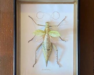 Framed Green Nymph Stick Insect