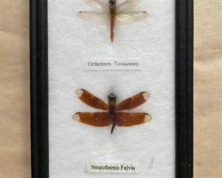 Framed Neurothemis And Orthetrum Dragonflies