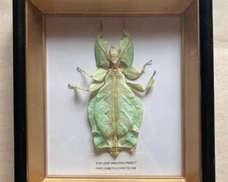 Framed Phyllium Pulchrifolium