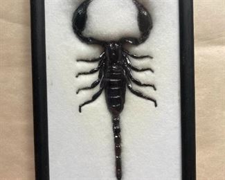 Framed Scorpion