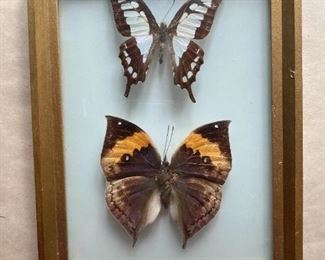 Framed Swallowtail And Oakleaf Butterflies