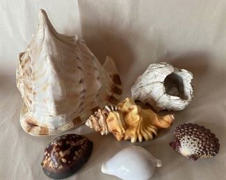 Giant Conch Cowrie Shells And Barnacle