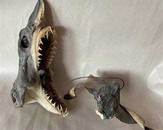 Goblin Shark And Sting Ray Taxidermy