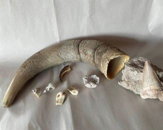 Horn Shark Tooth Fossil and Geode