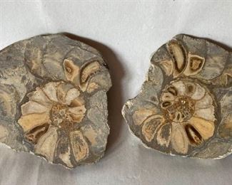 Nautilus Fossils