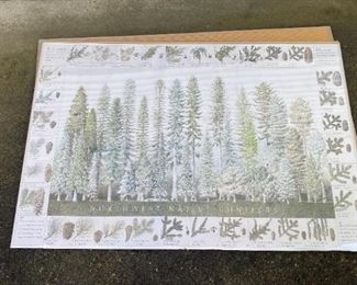 Northwest Native Conifers Framed Poster