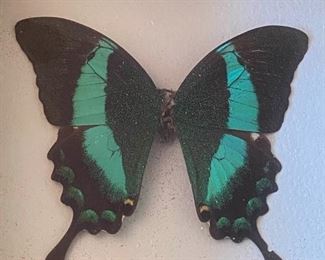 Peacock Swallowtail Butterfly Papilio Palinurus