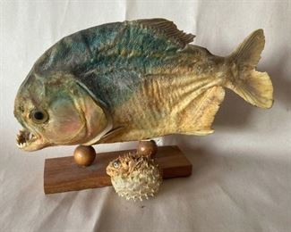 Piranha And Puffer Fish Taxidermy