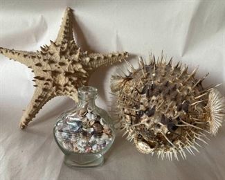 Puffer Fish and Star Fish
