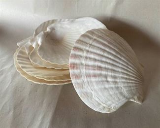 Scallop Shells for Serving