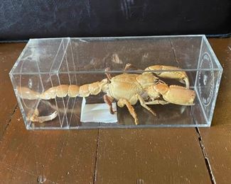 Scorpion Crab