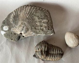 Seashell And Trilobite Fossils