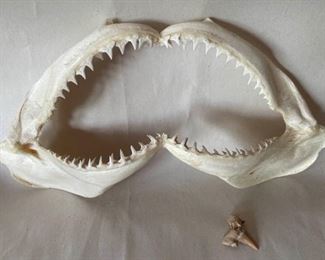 Shark Jaw And Fossilized Shark Tooth