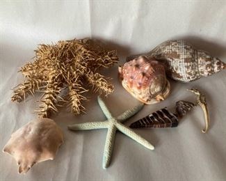 Spiny Seastar Seahorse Conch And Cowrie Shells