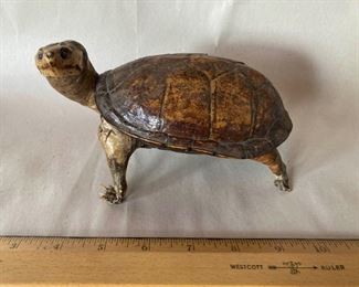 Tortoise Taxidermy