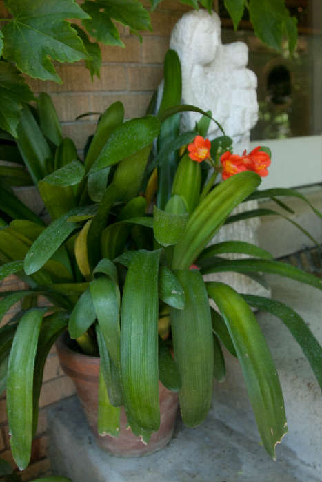 This is Clivia with the most lovely flower - it blooms twice a year and will be ripe for propogating by the time the sale starts