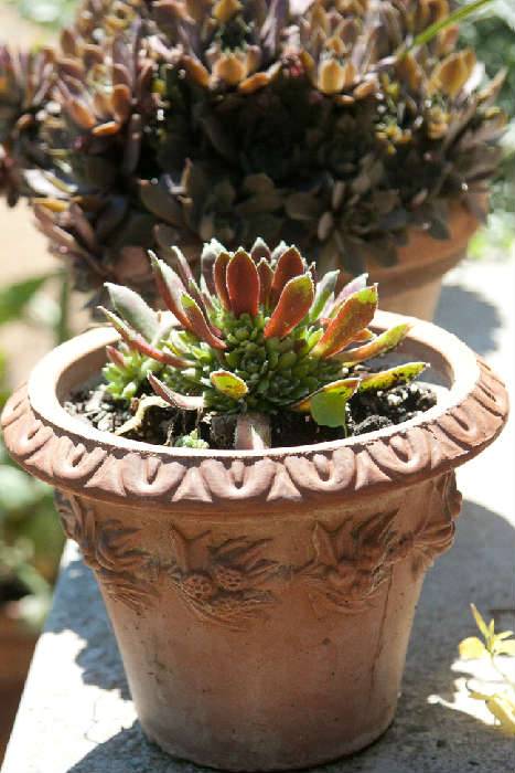 Hens and Chicks and other succulents in hand-made pots