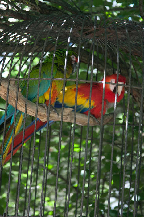 We are selling seven (yes, 7!) macaws in beautiful cages