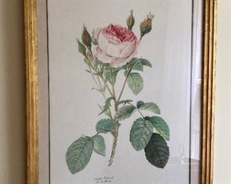 Botanical prints