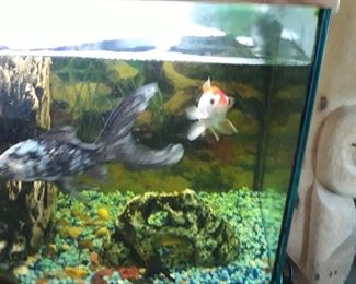 Fish in the aquarium