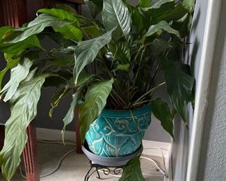 plants & pots
