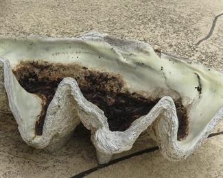 Fiberglass clam shell