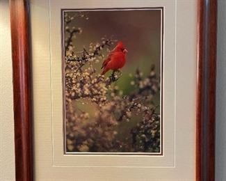 "Jewel of the Desert - Northern Cardinal" - THOMAS MANGELSEN
