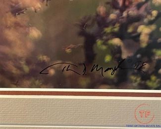 "Jewel of the Desert - Northern Cardinal" - THOMAS MANGELSEN