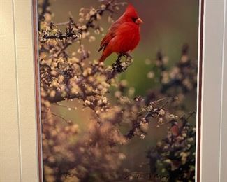 "Jewel of the Desert - Northern Cardinal" - THOMAS MANGELSEN