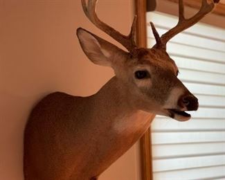 Deer Head Trophy Mount
