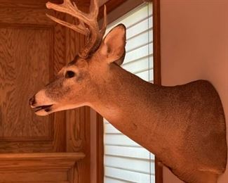 Deer Head Trophy Mount