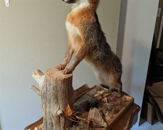 Aha! The one that didn't get away!                                         This sly red fox is perfectly perched and ret ta pounce on some warm, yummy snack in the back yard. 