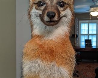 Look at that cute little face - road kill deluxe!