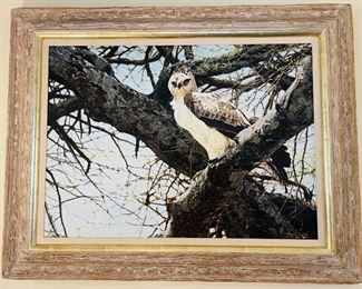 25______available for silent bids
Original painting by Simon Combes (1940-2004) "Young Martial Eagle" Canvas 90's  - 38x29 I 