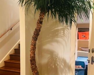 $295
Dehydrated Palm Tree with planter
