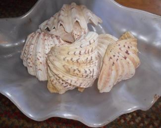 More Sea Shells