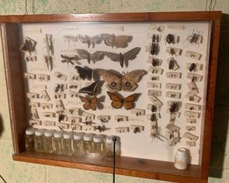 Butterflys under glass