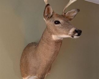 Second taxidermy deer