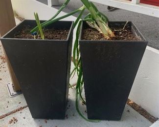 Outdoor plant